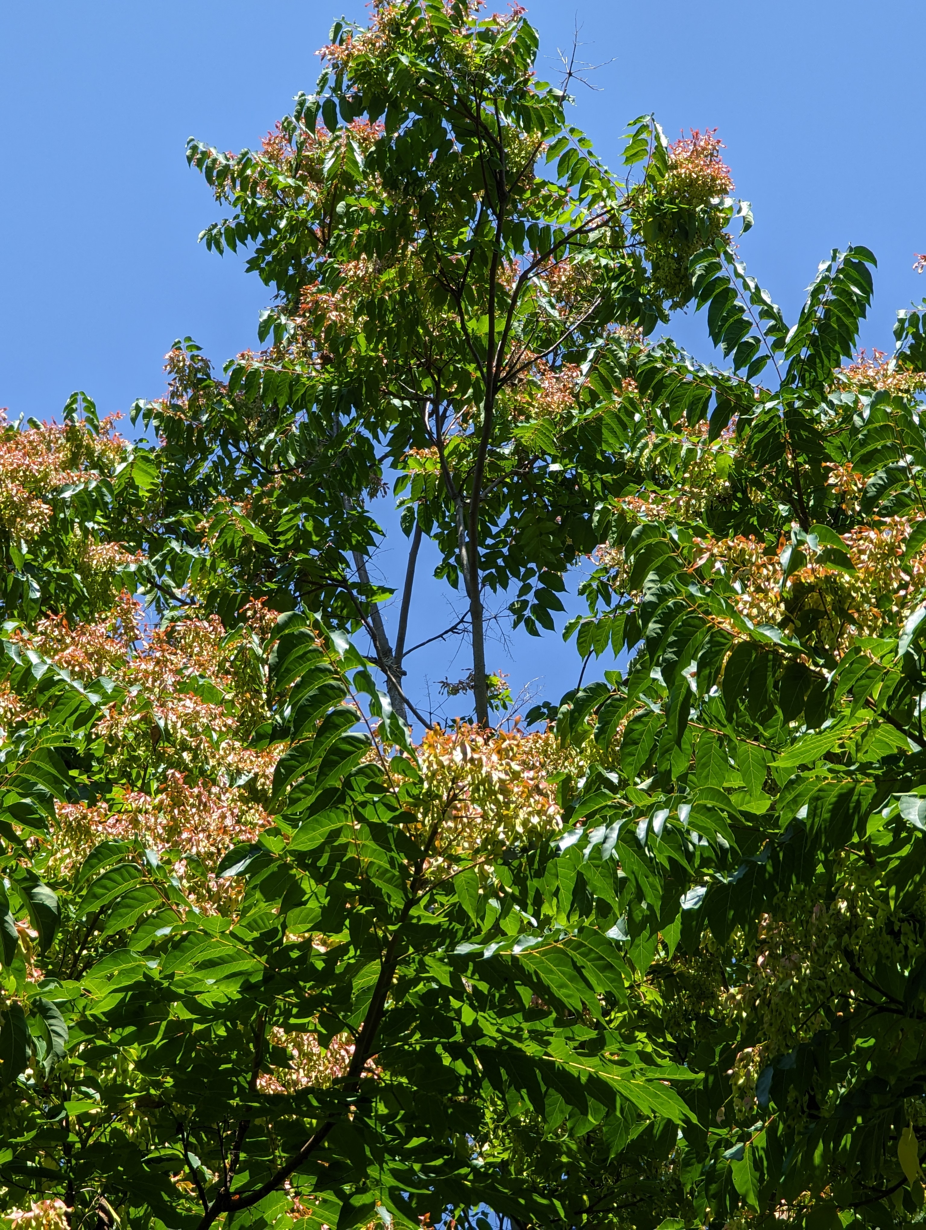 Tree of heaven in a forest.